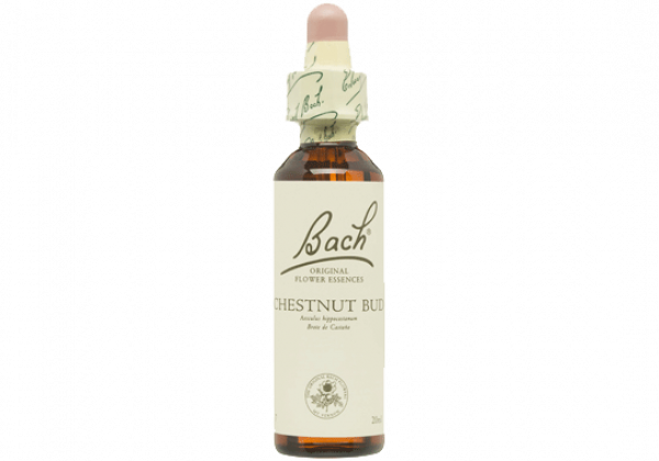 Chestnut Bud nº 7  20 ml